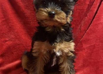 Yorkshire Terrier