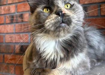Kotka Maine Coon Inez