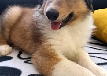 Owczarek Szkockie Collie szczeniaki
