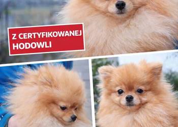 Szpice miniaturowe - Pomeranian z metryczkami z hodowli z FCI
