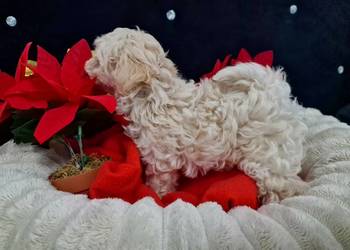 Xxs maltipoo Po mamusi 2kg tatuś FCI wyjątkowe
