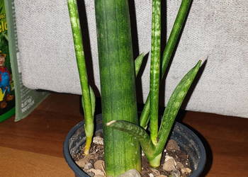 Sansewieria cylindryczna, gruba nr 1