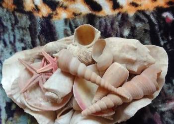 Piękny zestaw muszli i rozgwiazd – dekoracja marynistyczna