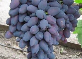 Winogrono deserowe ATOS. Sadzonki winorośli. Winogrono deserowe ATOS. Sadzonki winorośli.