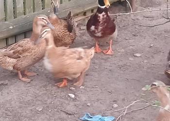 Sprzedam kaczki staropolskie