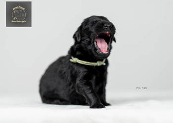 Flat Coated Retriever - domowa hodowla FCI