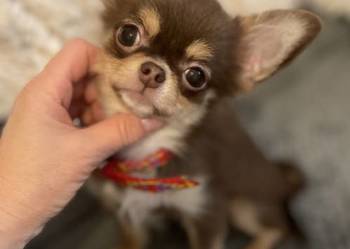 Mini sunia 1,5 kg Czekolada -Chihuahua długowłosa