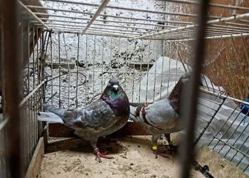 Gołębie pocztowe kolorowe