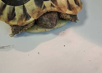 Żółw grecki lądowy