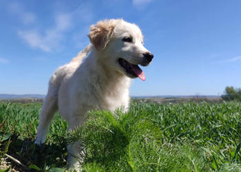 Rasowa suczka XJA ee-red Border Collie z pełną dok. przebadani rodzice