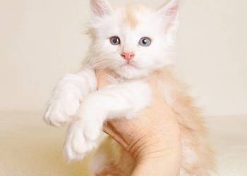 Przepiękny biszkoptowy kocurek z Rodowodem WCF/PZF - Legalna hodowla