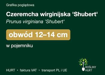 Czeremcha wirginijska 'Shubert' obwód 12-14 cm, w pojemniku – HURT