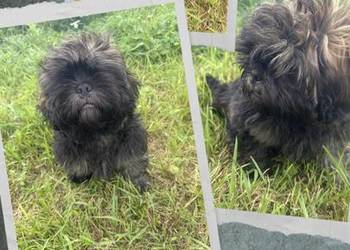 Pięciopokoleniowe Shih Tzu
