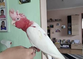 Kakadu różowe lutino