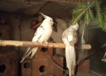 Sprzedam papugi nimfy białogłowe para