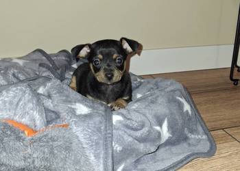 Pies pinczer minuatura