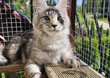 Srebrzysty mruczący kocurek Maine Coon