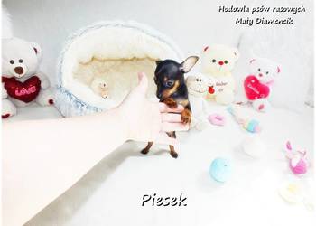 Pinczer miniaturowy- Ratlerek, tzw.sarenka, MINI Piesek nr1 do REZERWACJI !