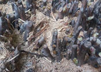 ukorzenione sztobry winorośli ukorzenione sztobry winorośli