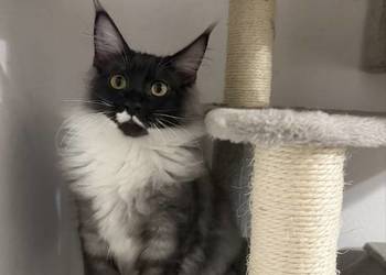 Maine coon kocięta