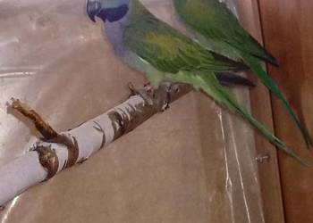 Aleksandretty chińskie