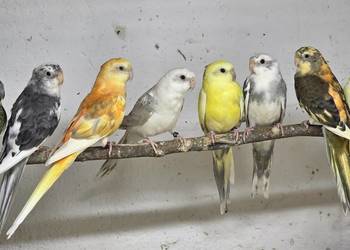 Świergotki i modrolotki