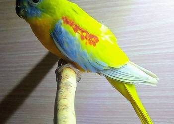 Łąkówki turkusowe żólte