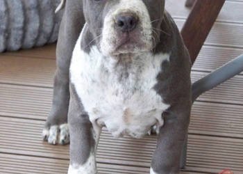Amstaff Blue – samiec R2 | American Staffordshire Terrier