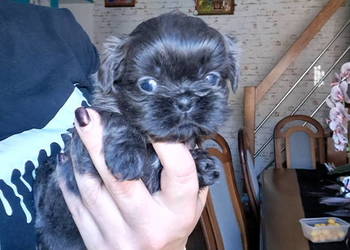 Sprzedam Shih-Tzu