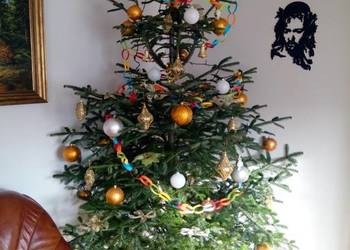 Choinka świąteczna żywa cięta w doniczkach świerk srebrny pospolity jodła