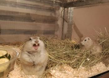 Suseł preriowy Richardsona