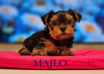 Yorkshire Terrier ZKwP FCI