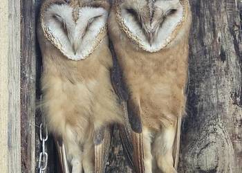 Para Płomykówek Sowa Płomykówka ( Tyto Alba ) - PARA