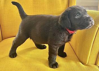 Labrador Czekoladowy suczka