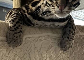 Leopardus Pardalis (ocelot wielki)