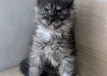 Kotka opcja do hodowli po Championach