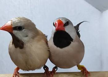 Amadyna ostrosterna para Astryld Astryldy