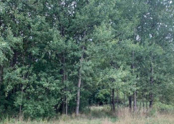 Syndyk sprzeda działkę w miejscowości Uziębły