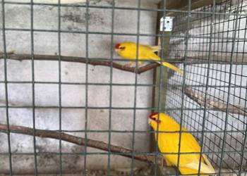 Modrolotki Czerwonoczelna ( papuga kozia) PARKA