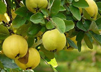 KLEISZCZE SMAKOWITE Aegle marmelos - sadzonki w doniczkach