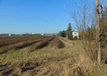 Syndyk sprzeda - Mogielnica, dz. nr 1303