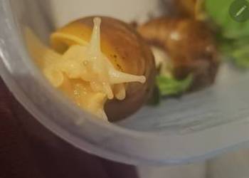 Ślimak aftykanski Lissachatina fulica albino body