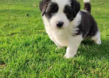 Suczka Border Collie