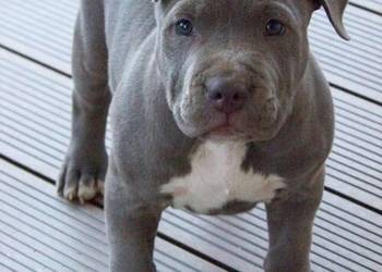 Amstaff Blue - mocny samiec