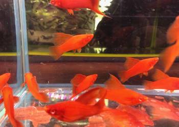 Wiedeński Delta mieczyk Red Albino