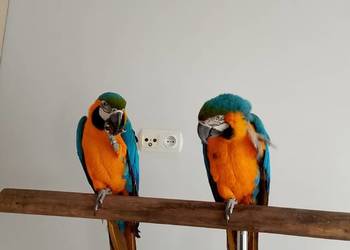 Sprzedam 2 Ary Ararauny