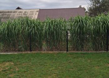 Miskant olbrzymi sadzonki