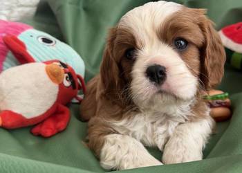 Cavalier King Charles Spaniel piesek Bambi