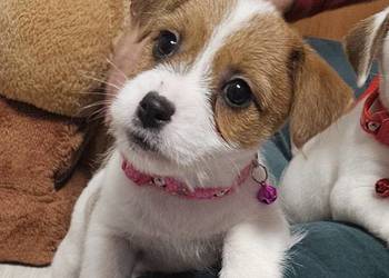 Jack Russell Terrier