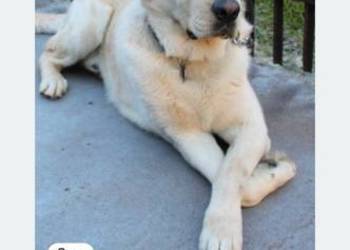 Labrador retriever reproduktor